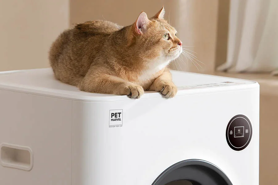 cat sandbox